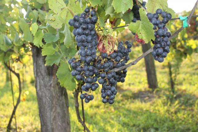 Zielona Góra + Winobranie